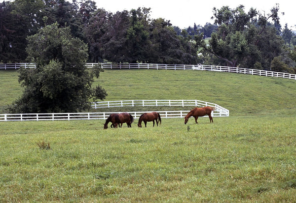 Balin Forage Kentucky Bluegrass Seed