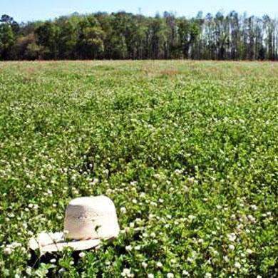 Ball Clover Seed