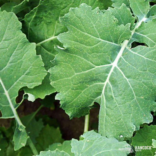 Bayou Kale Seed