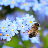 Beauty Queen Bee Feed Wildflower Seed Mix