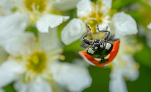 Beneficial Bug Wildflower Seed Mix