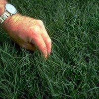 Hancock's Common Bermuda Grass Seed - Raw & Unhulled