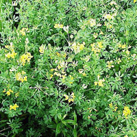Birdsfoot Trefoil Seed