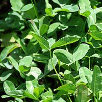 Blackhawk Arrowleaf Clover Seed