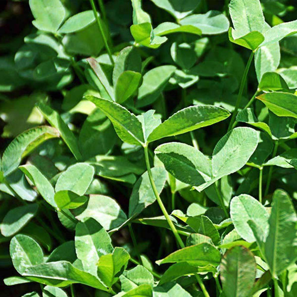 Blackhawk Arrowleaf Clover Seed