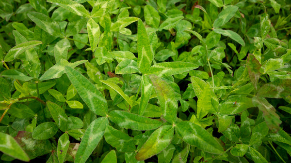 Yuchi Arrowleaf Clover Seed - Raw