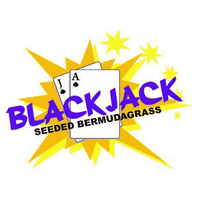 Blackjack Bermuda Grass Seed