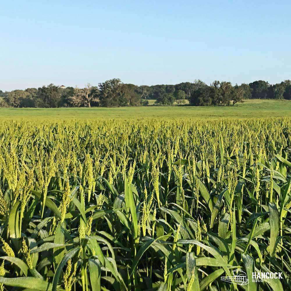Hancock's Brown Top Millet Seed