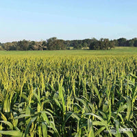Hancock's Brown Top Millet Seed