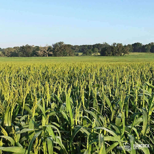 Hancock's Brown Top Millet Seed