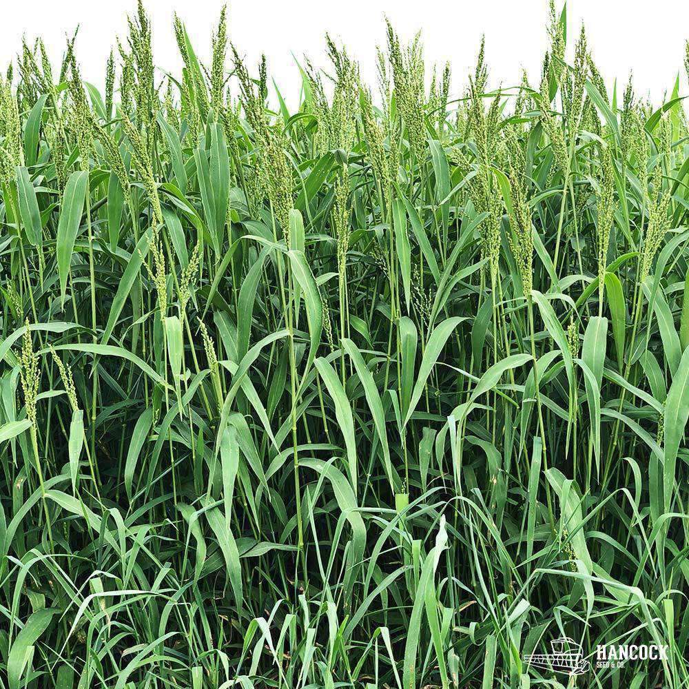 millet seed to plant Hancock's Brown Top Millet Seed