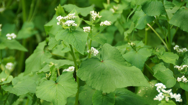 Hancock's Bee Seed Mix