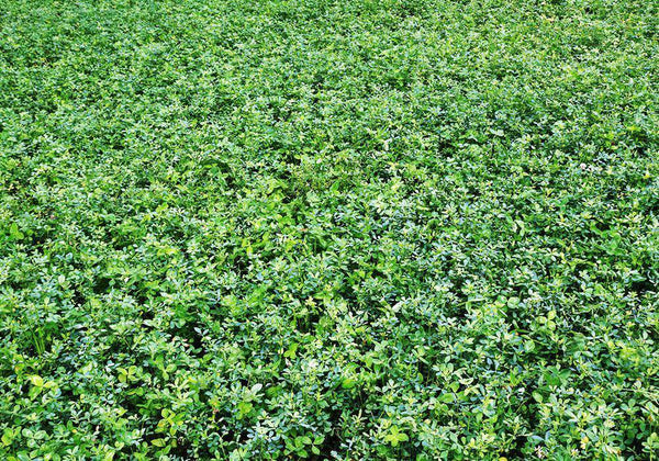 Bulldog 505 Alfalfa Seed