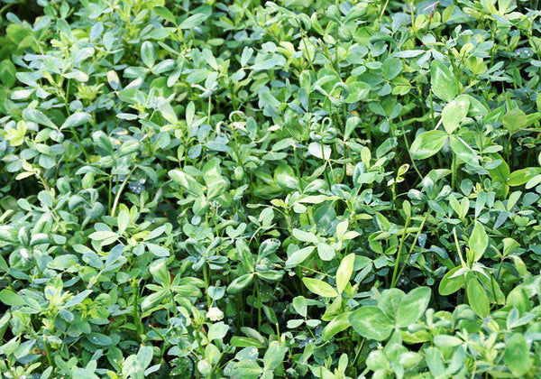 Bulldog 805 Alfalfa Seed