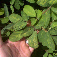 carpon, desmodium, seed, seeds, food, plot, cattle, grazing, forages, legume, pasture, summer, forage, Desmodium heterocarpon