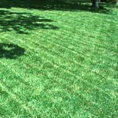 Chewings Fescue Grass Seed