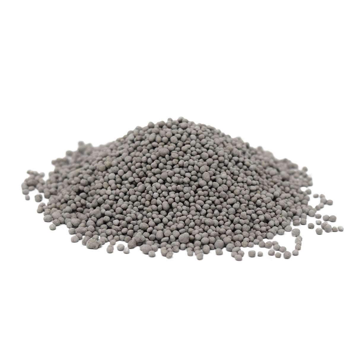 chicory flower seeds Chicory Seed – Hancock Seed