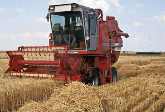 Coker 227 Oat Seed