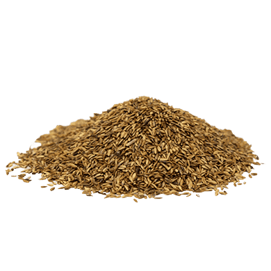 Compadre Zoysia Grass Seed