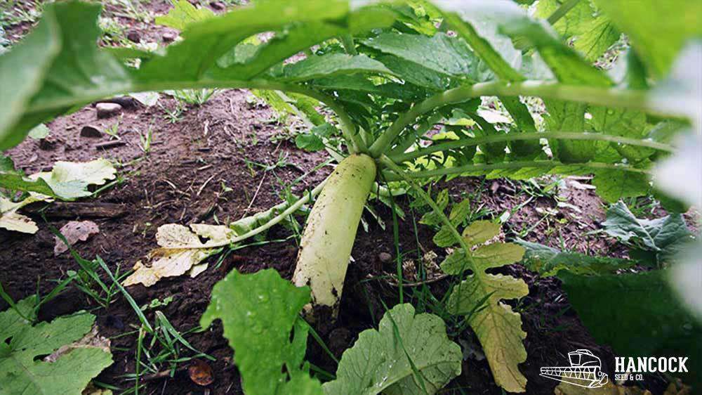 white radish seeds to plant Daikon Radish Seed – Hancock Seed
