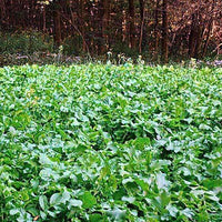 Daikon Radish Seed
