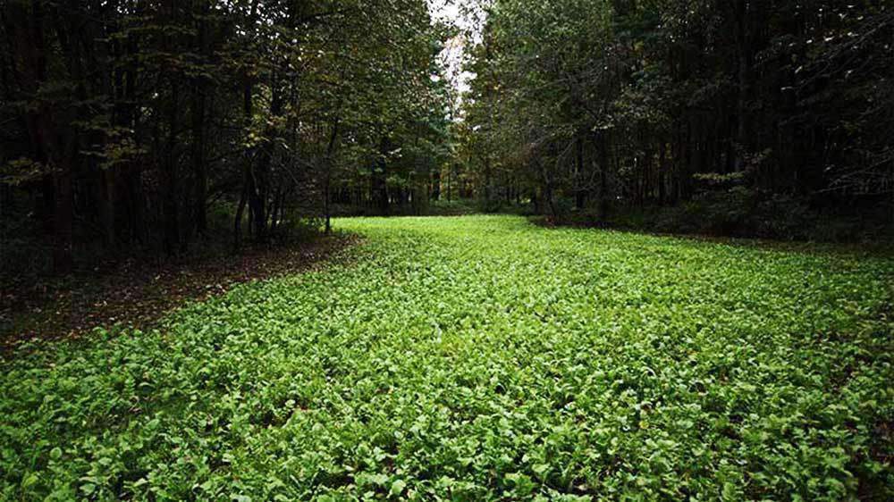 Daikon Radish Seed