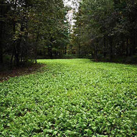 Daikon Radish Seed
