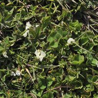 Dalkeith Subterranean Clover Seed