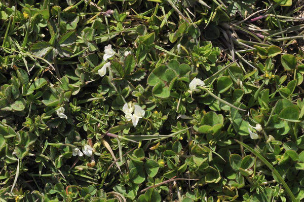 Dalkeith Subterranean Clover Seed