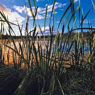 Wet n' Wild Flower Seed Mix