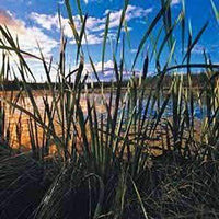 Wet n' Wild Flower Seed Mix