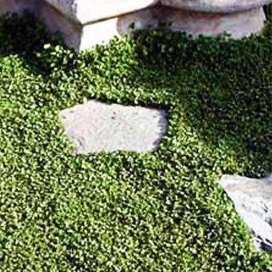 planting dichondra seeds Dichondra Seed