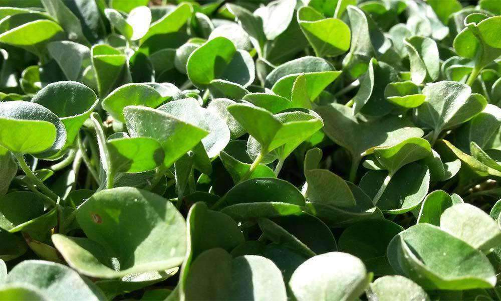 planting dichondra seeds Dichondra Seed
