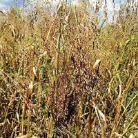 Dove Proso Millet Seed