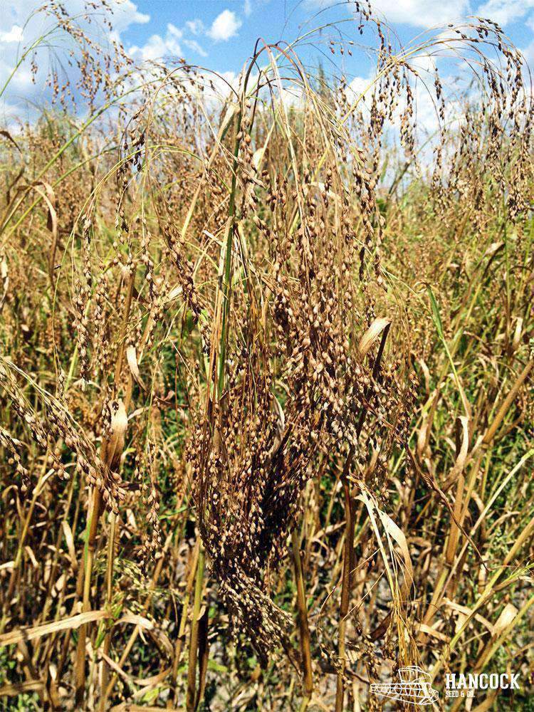millet seed for planting Dove Proso Millet Seed