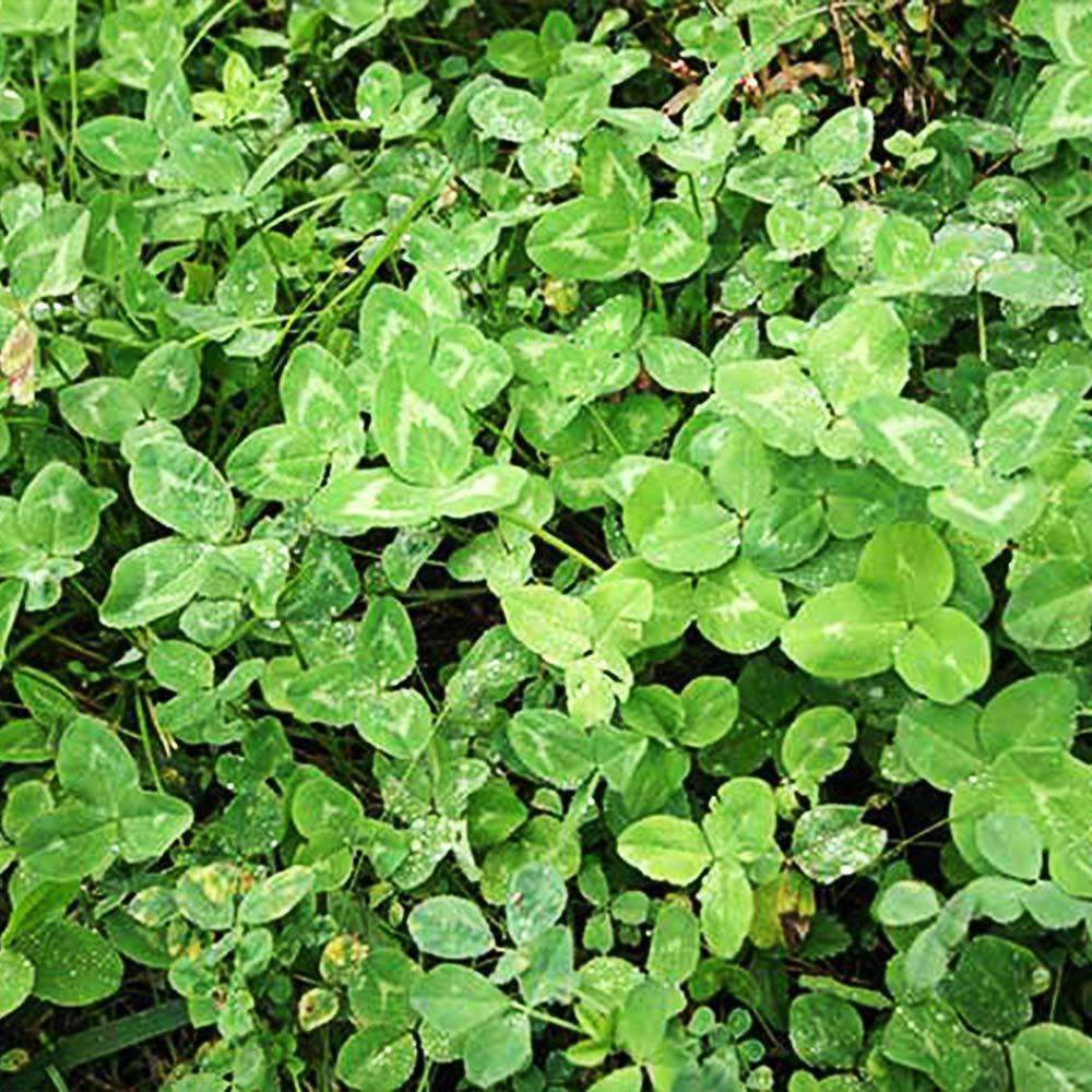 best time to plant white clover seed Durana White Clover Seed