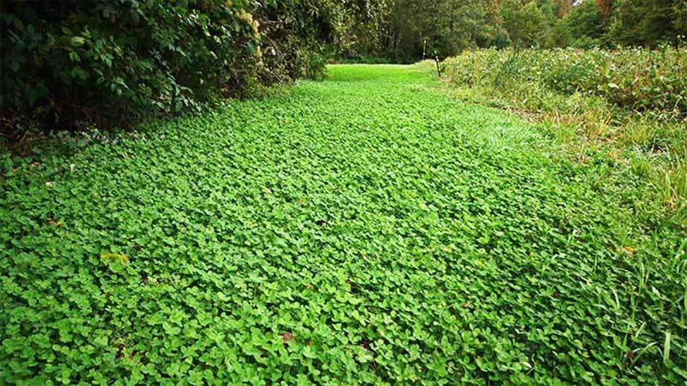 Durana White Clover Seed - Certified