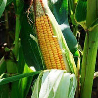 Dwarf Corn Seed (52 lbs. bag is 80,000 seed count, weight varies)
