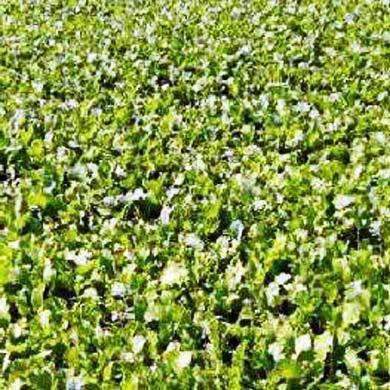 Dwarf Essex Rape Seed