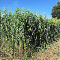 Egyptian Wheat Seed