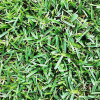 Floratam St. Augustine Lawn Plugs