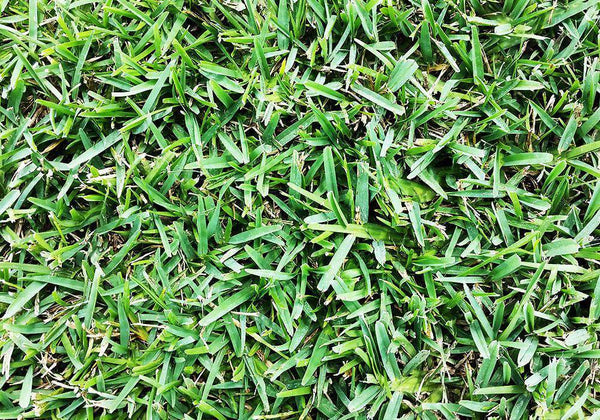 Floratam St. Augustine Lawn Plugs