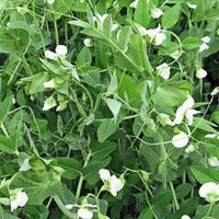 Frost Master Winter Pea Seed
