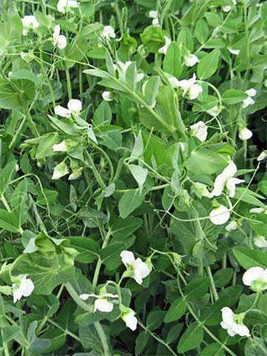Frost Master Winter Pea Seed