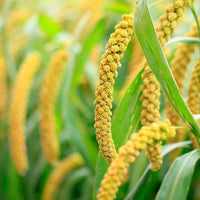 German Foxtail Millet Seed