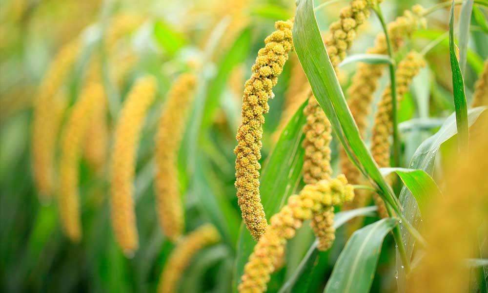 where to buy millet seed for planting Ultivita Foxtail Millet Bird Food (5000 Gm)