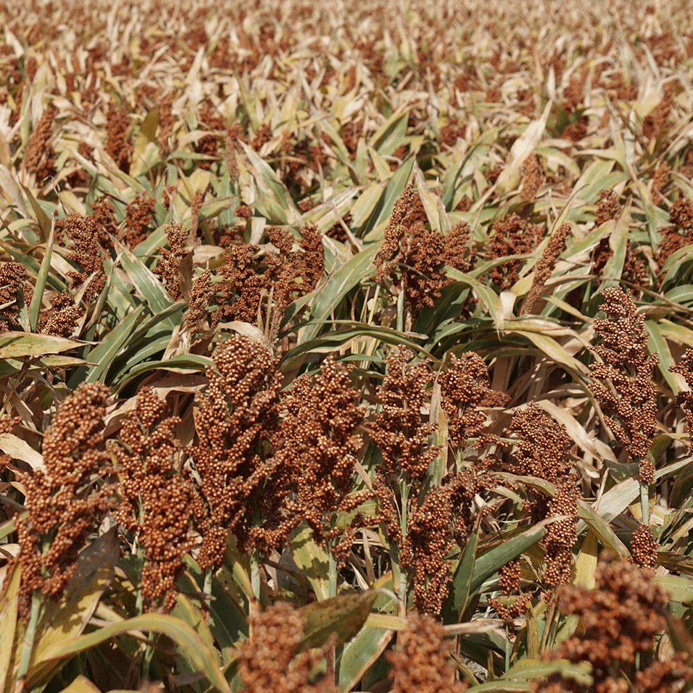 milo seeds for planting 9300 Grain Sorghum Seed – Hancock Seed