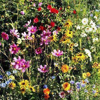florida wild flower seed mix Gulf Coast & Caribbean Wildflower Seed Mix