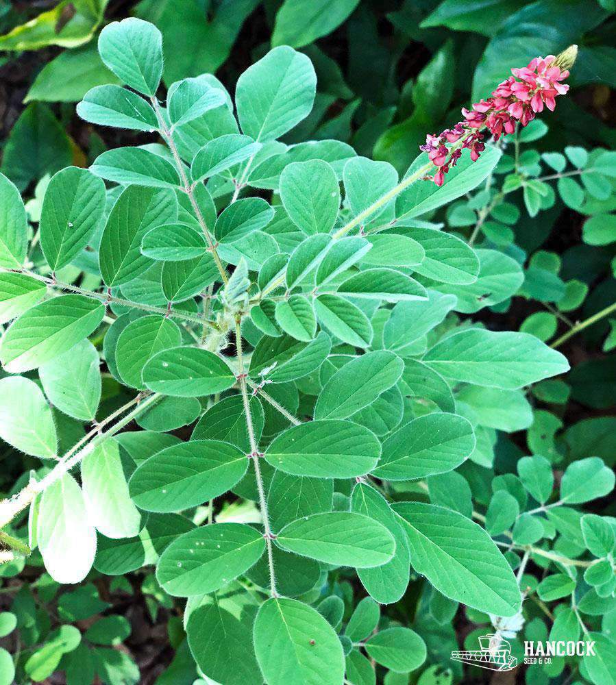 indigo plant seeds Hairy Indigo Seed