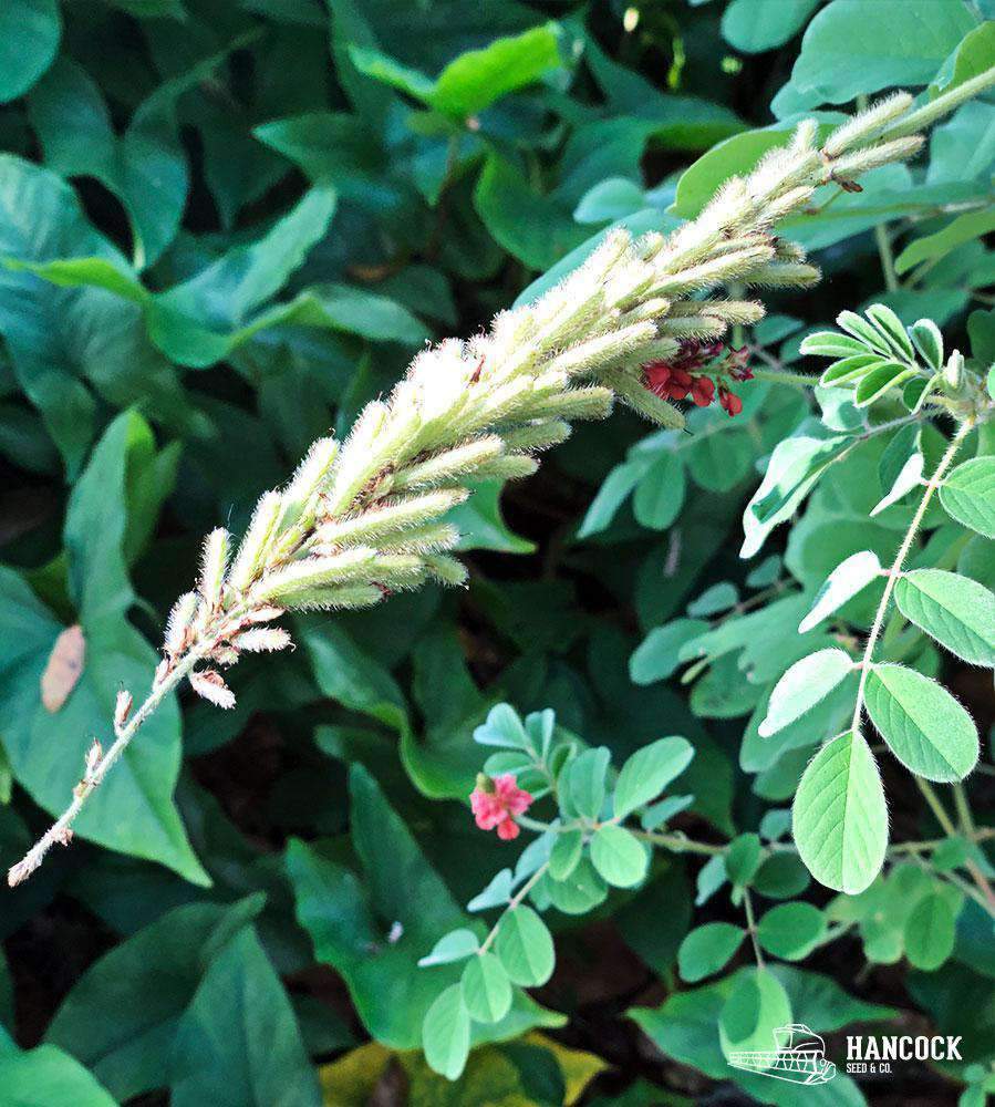 growing indigo plant from seed Hairy Indigo Seed
